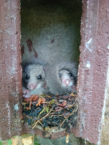 European Fat Dormouse