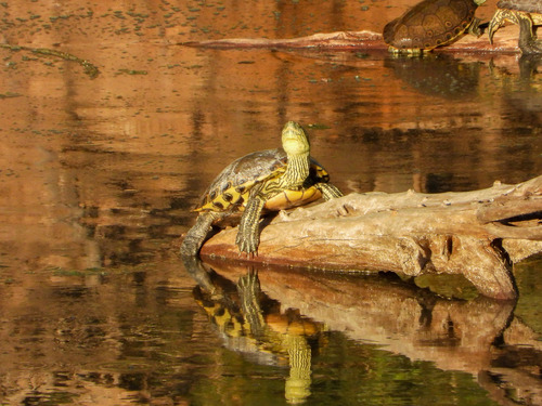 Jicotea del Rio Nazas