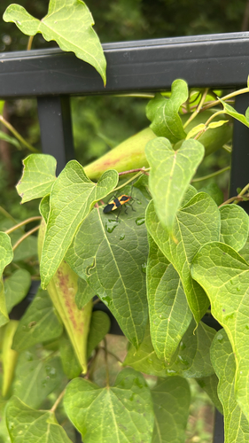 Large Milkweed Bug