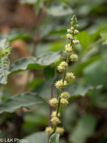 Pupalia lappacea, 2026-09-22