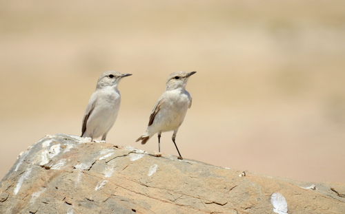 iNaturalist image