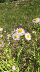 Erigeron philadelphicus