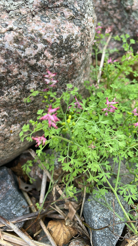Fumaria officinalis observed 2026-10-14