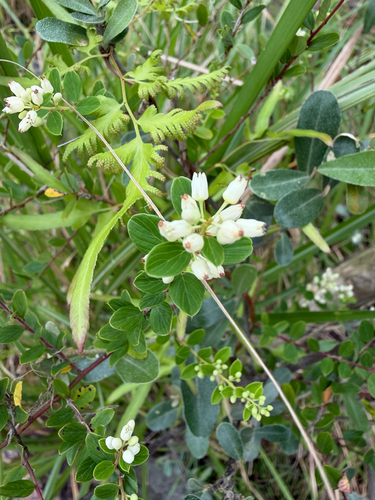 Berchemia lineata observed 2026-10-11