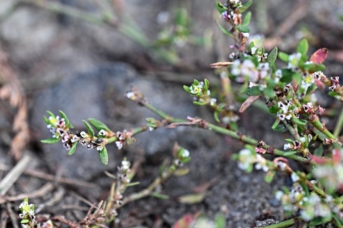Oval-leaf knotweed (Polygonum arenastrum)