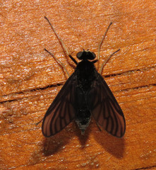 Chrysopilus velutinus