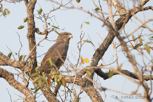 iNaturalist image