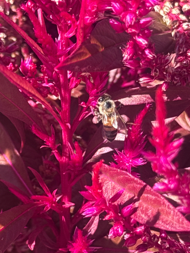 Western Honey Bee