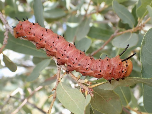 Anisota oslari