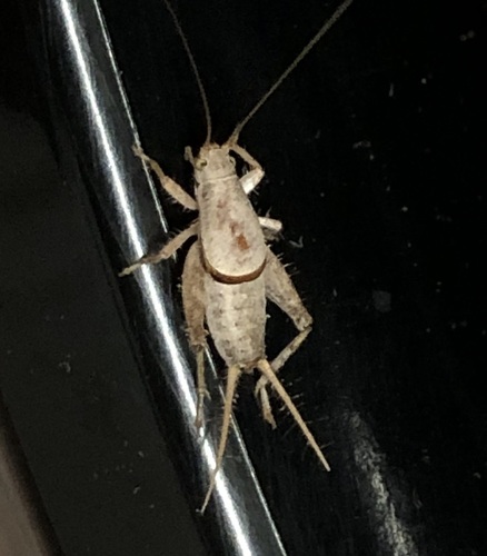 Complex Chirping Scaly Crickets photo 5