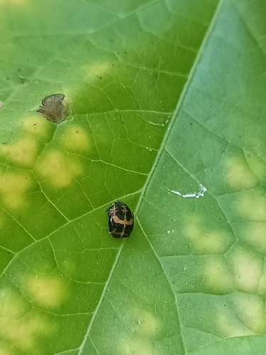 Asian Lady Beetle