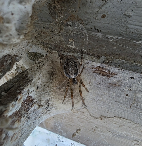 Silver-sided Sector Spider