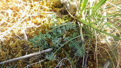 Seseli montanum