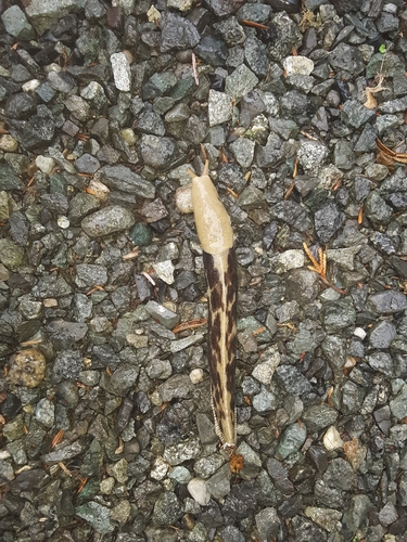 Pacific Banana Slug