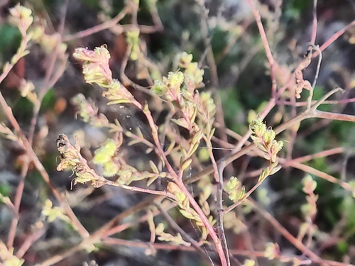 Odontites viscosus observed 2026-10-12