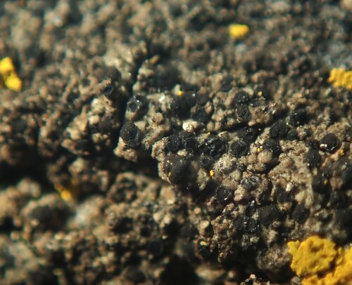 Tiny Button Lichen