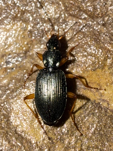 Agonum extensicolle