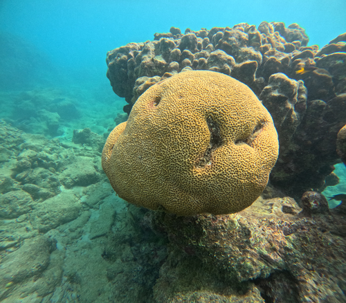 Siderastrea siderea observed 2026-10-14