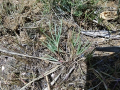 Petrosimonia glaucescens