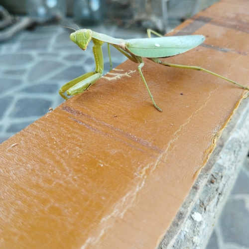 Transcaucasian Giant Mantis