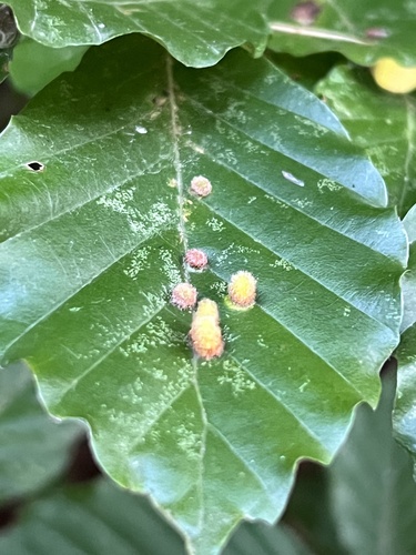 Hairy Beech Gall