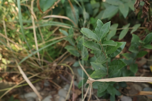 Lindera glauca, 2026-10-13