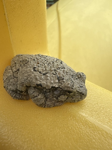Gray Treefrog