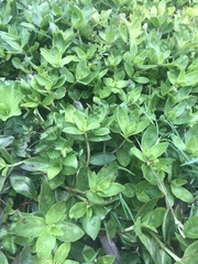 Iresine diffusa herbstii