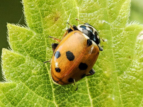 Variegated Lady Beetle