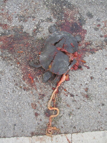 Painted Turtle