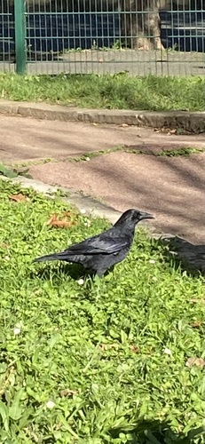 Carrion Crow