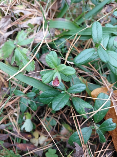 Exobasidium vaccinii observed 2026-10-11