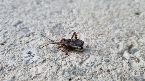 Western Conifer Seed Bug