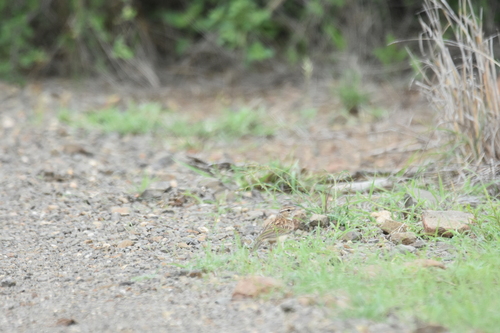 iNaturalist image