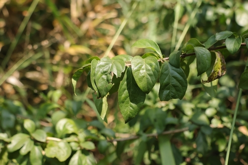 Catunaregam spinosa observed 2026-10-13