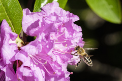 Apis mellifera