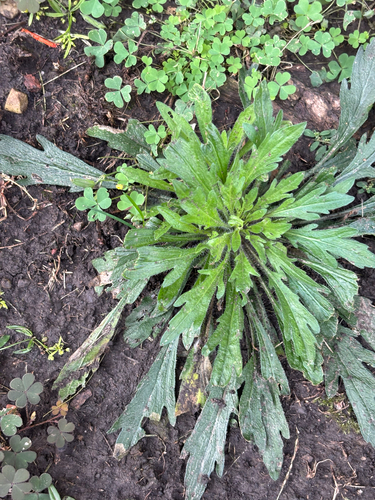 horseweed