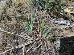 Petrosimonia glaucescens