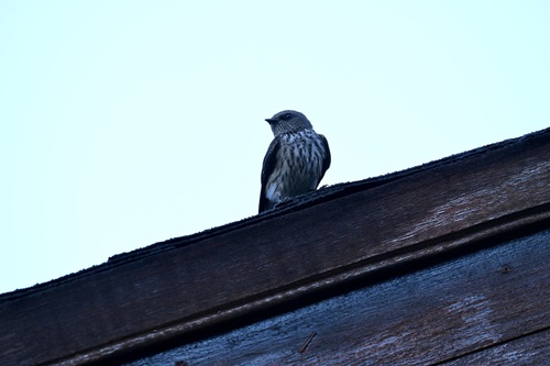 iNaturalist image