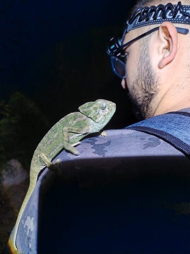 Common Chameleon