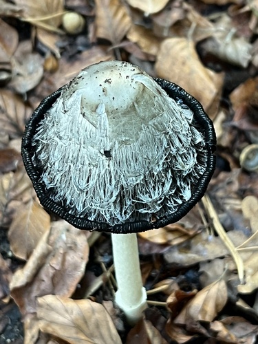 Shaggy Mane