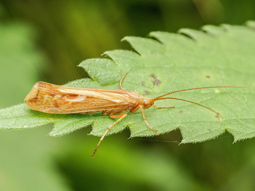 Cinnamon Sedge