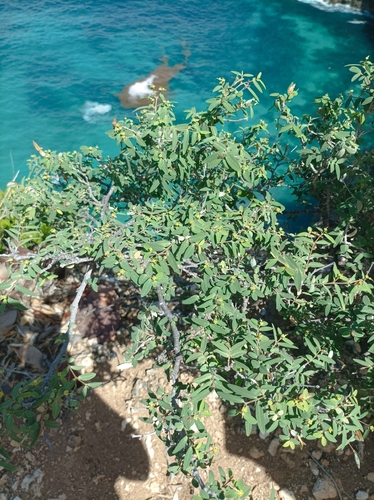 Euphorbia articulata, 2026-10-03