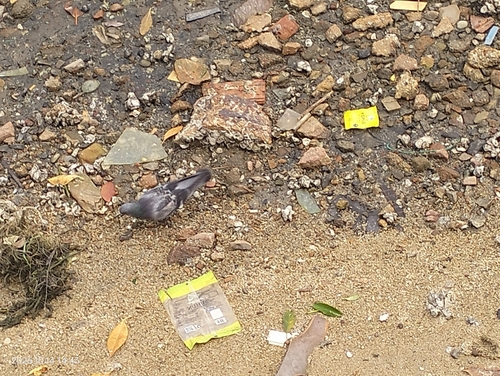 Feral Pigeon