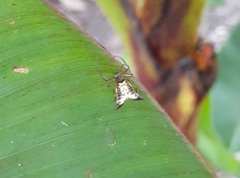 Micrathena plana