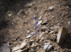 Delphinium parishii parishii