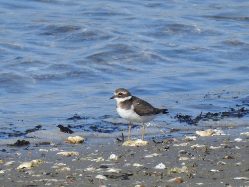Common Ringed Plover