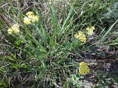 Achillea arabica
