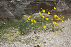 Eschscholzia papastillii
