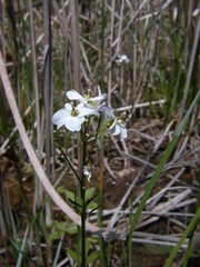 Cardamine dentata